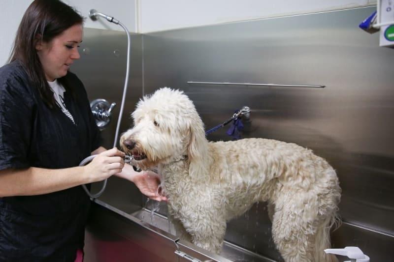 Becoliah Pawicures & Nail Trims