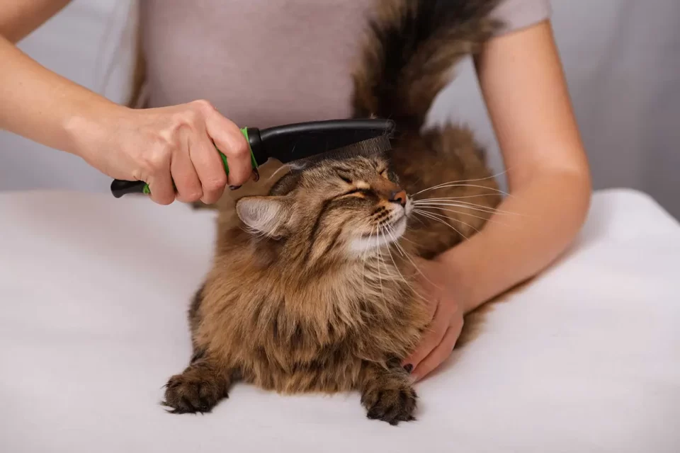 Luxury Pet Spa & Pampering Packages